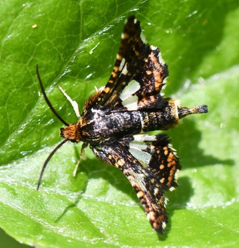 Thyris fenestrella